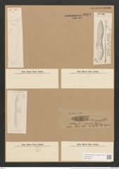Hantzschia virgata var. rariana Cl. et Gr. (de-Toni-Nr.: Genus 50, Species 2208) Zeichnungen Sammlung Grunow Nr. 4619 (NHMW-BOT-W0372664)